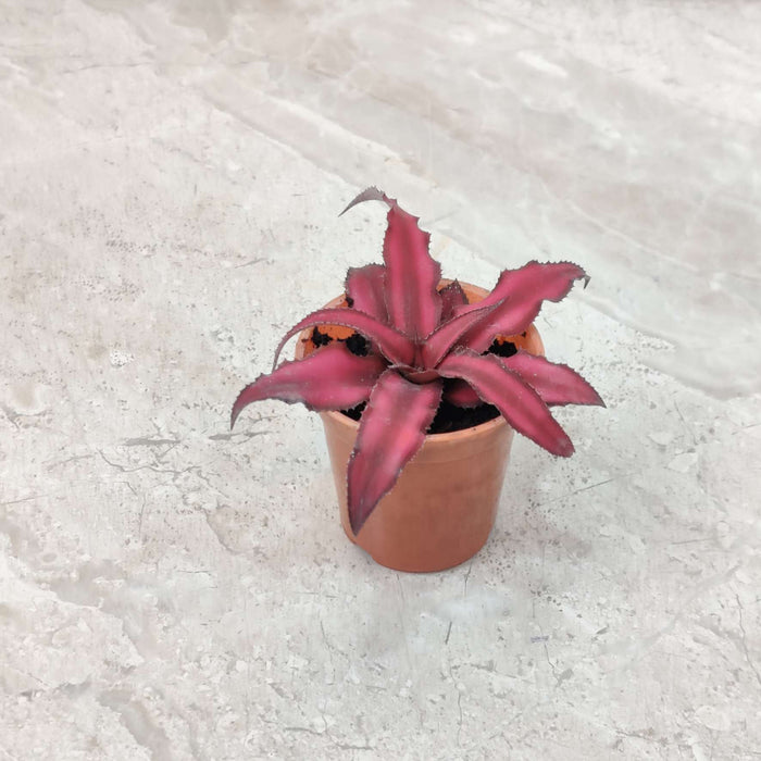 Cryptanthus Red Star Plant
