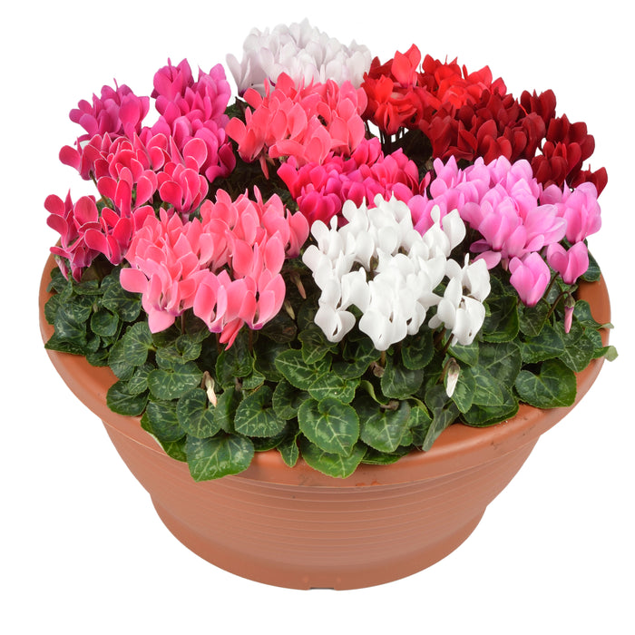 cyclamen flower seeds Cyclamen F1 Verano Mix Flower Seeds