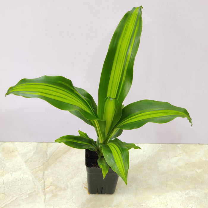 Dracaena Massangeana Giganta Live Indoor Plant | 12cm Pot