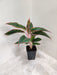 Air-purifying Aglaonema Lipstick Plant for homes