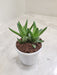 Lush-Green-Aloe-Juvenna-Indoor-Succulent-Decor