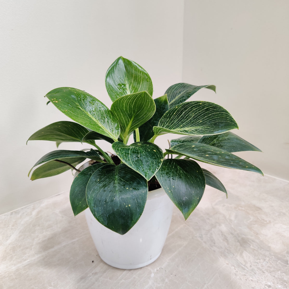 philodendron spiritual meaning Buy Philodendron Birkin Plant Online at Lowest Price – ChhajedGarden.com