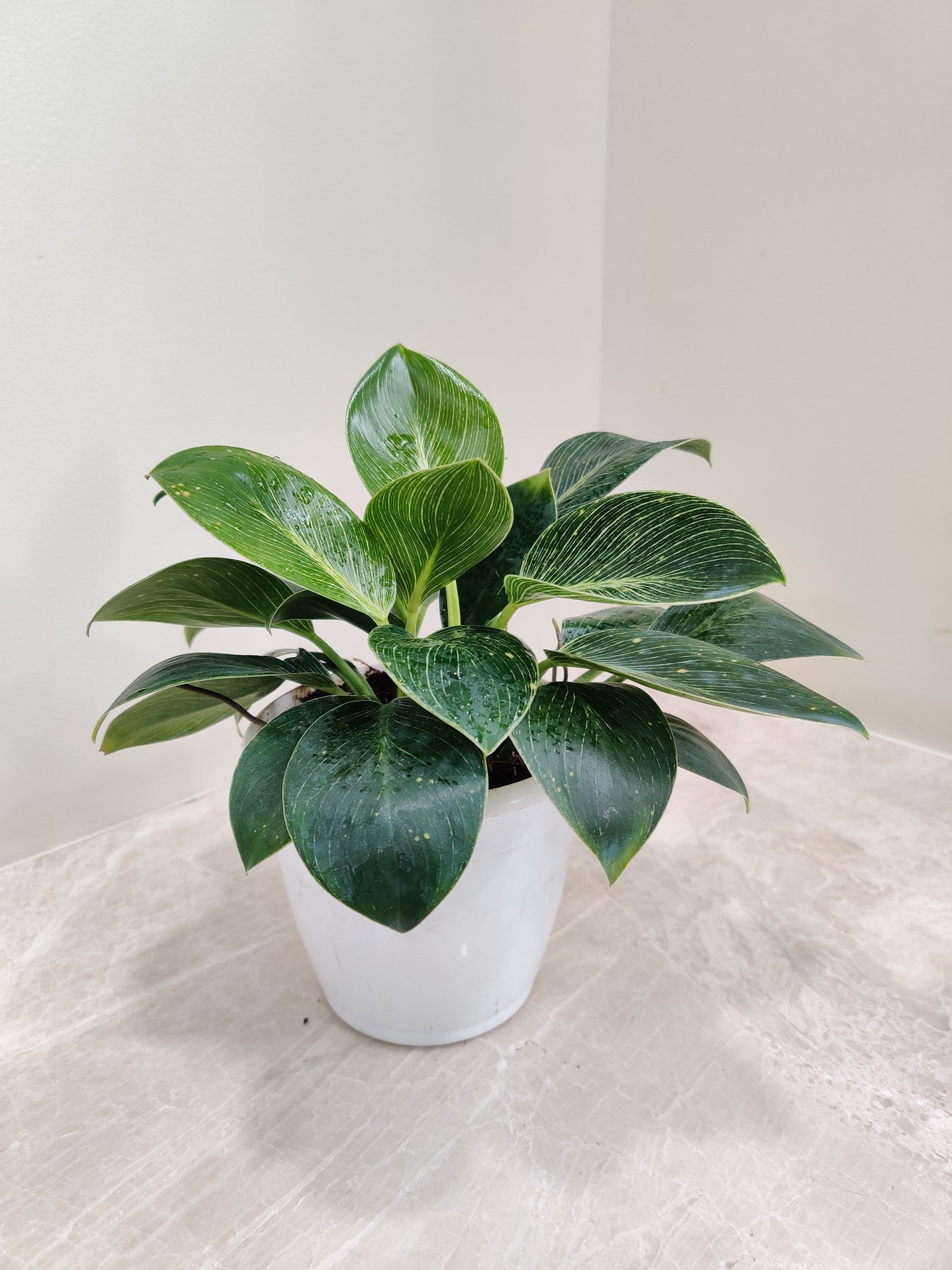Philodendron