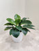 Lush Philodendron Birkin Plant with Striped Leaves in 12 cm Pot