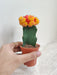 Petite moon cactus for indoor decoration