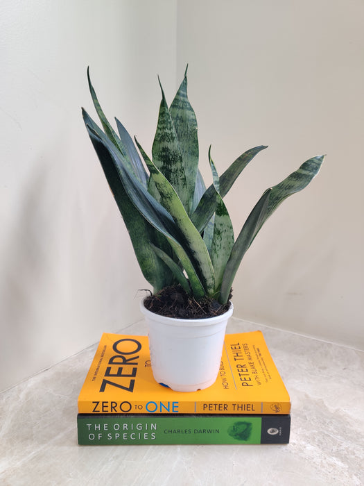 Elegant Indoor Sansevieria Princess in white pot