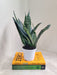 Elegant Indoor Sansevieria Princess in white pot