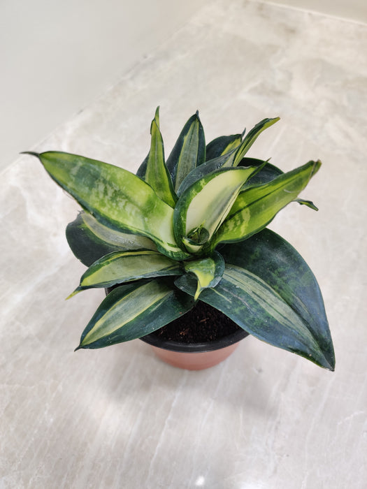 Contemporary Silver Streak Sansevieria indoor plant
