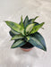 Contemporary Silver Streak Sansevieria indoor plant