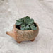 Decorative Hedgehog Indoor Planter
