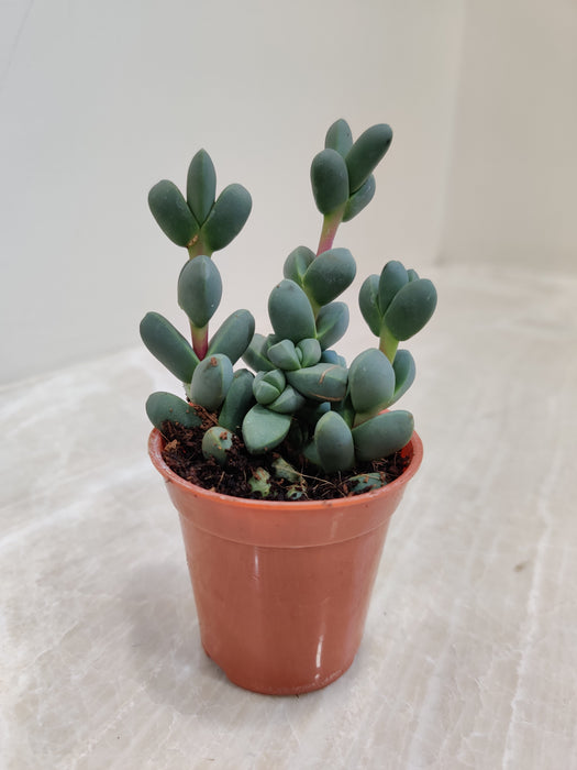 Hardy Delosperma Lehmannii in Classic Pot Indoor Plant
