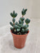 Hardy Delosperma Lehmannii in Classic Pot Indoor Plant
