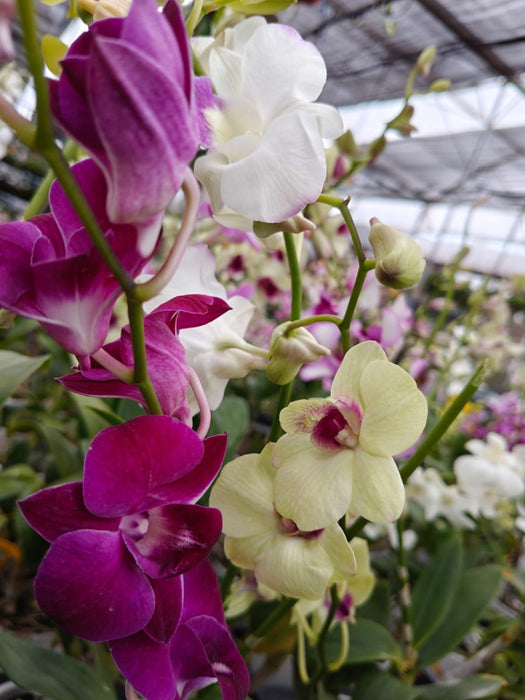 Dendrobium Orchid Plan In 10 Cm Pot