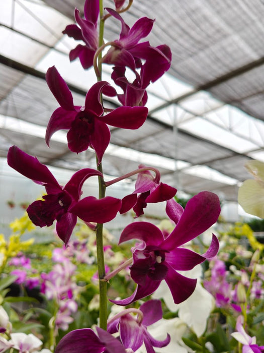 Dendrobium Orchid Plan In 10 Cm Pot