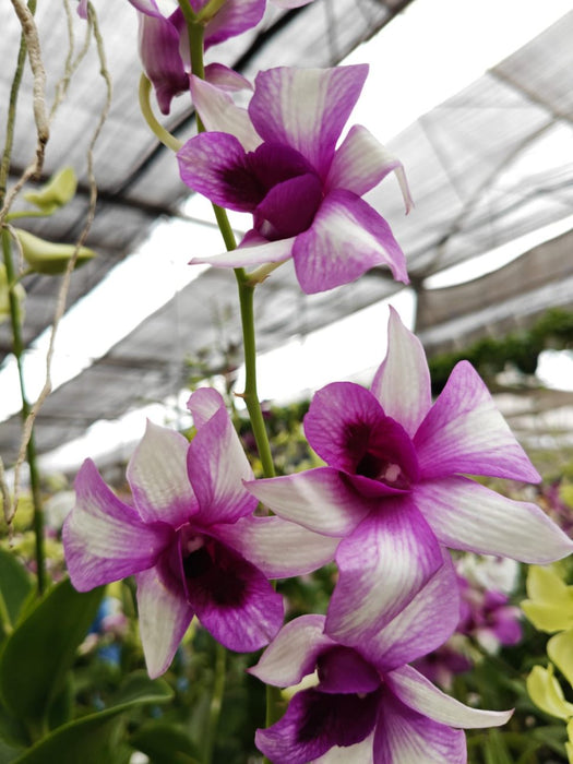 Dendrobium Orchid Plan In 10 Cm Pot