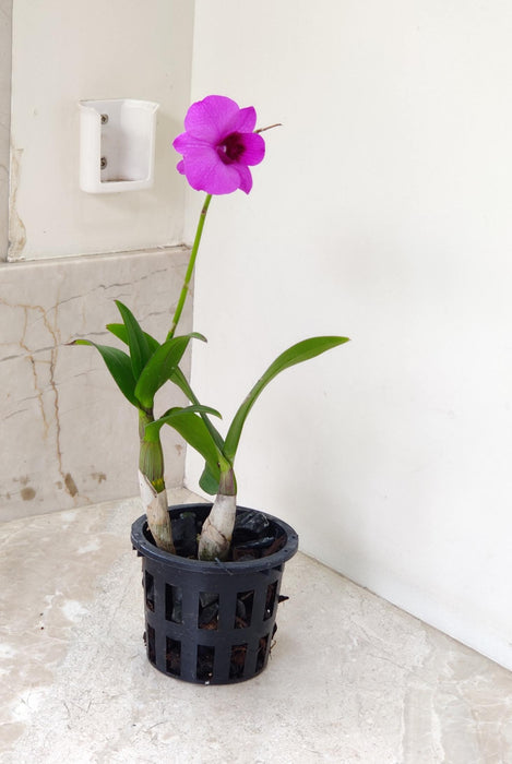 Dendrobium Orchid Plan In 10 Cm Pot