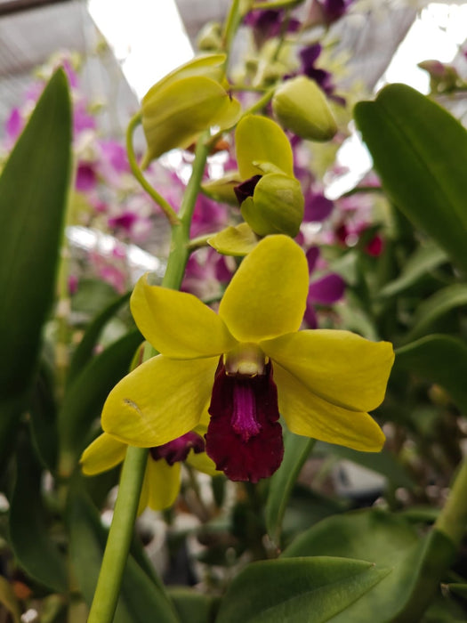 Dendrobium Orchid Plan In 10 Cm Pot