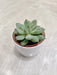 Hardy succulent plant ideal for corporate gifting