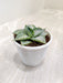Compact-Agave-Tropicana-Green-Plant