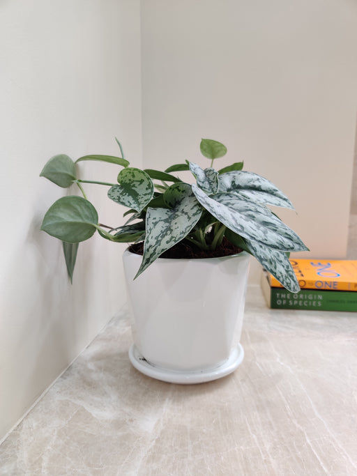 Silver Money Plant for Corporate Gifting