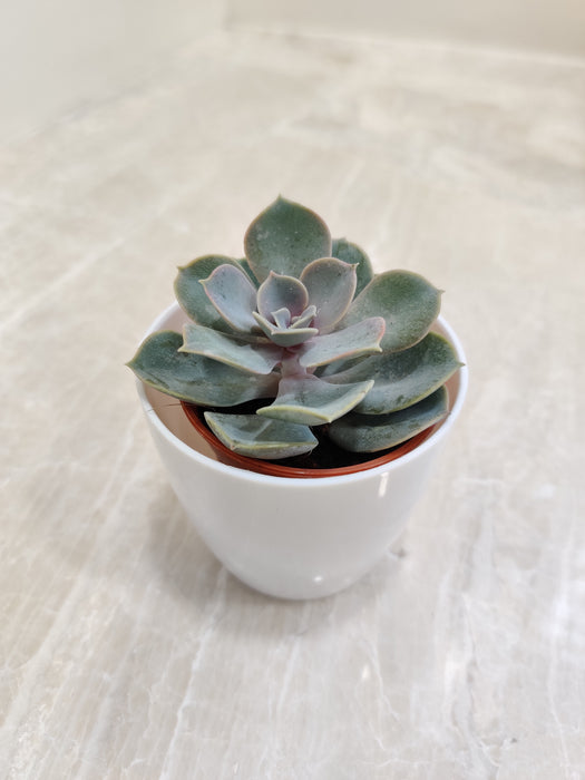Elegant Corporate Gift White Pot Succulent