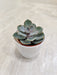 Elegant Corporate Gift White Pot Succulent
