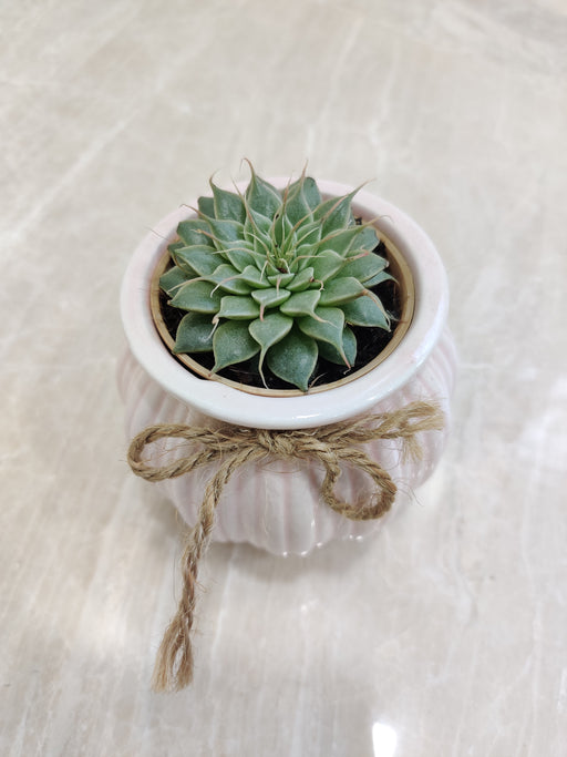 Green leafy succulent - perfect office gift