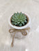 Green leafy succulent - perfect office gift