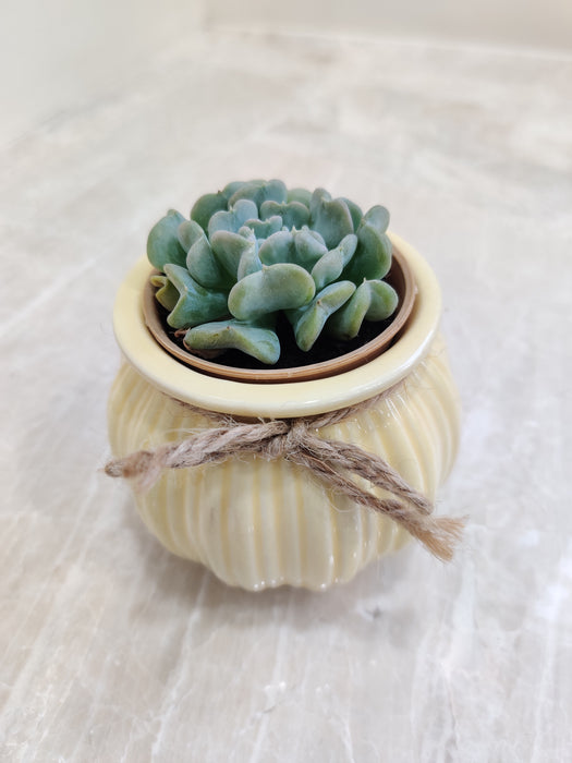 Detail view of the succulent's intricate leaves for gifting