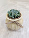 Detail view of the succulent's intricate leaves for gifting