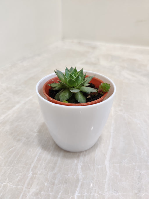 Desk succulent in white plastic pot for corporate gifting