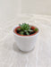 Desk succulent in white plastic pot for corporate gifting