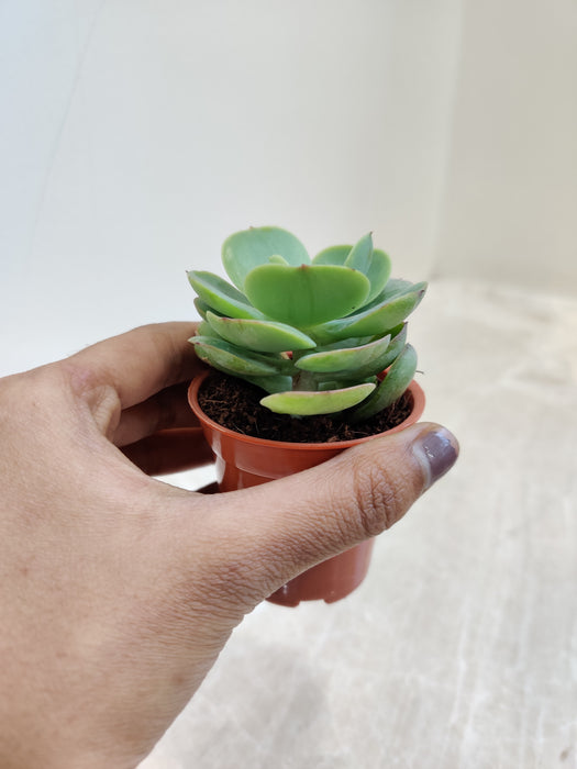 Echeveria Succulent for Indoor Air Purifying