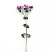 Dianthus Amazon Lavender Magic Flower seeds