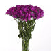 Dianthus Amazon Neon Purple Flower Seeds