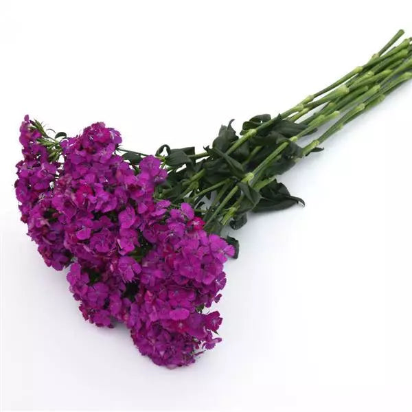 Dianthus Amazon Neon Purple Flower Seeds