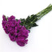 Dianthus Amazon Neon Purple Flower Seeds