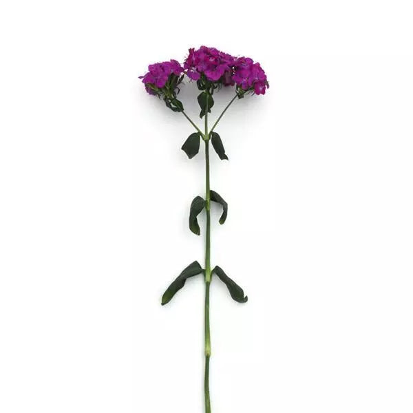 Dianthus Amazon Neon Purple Flower Seeds