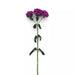 Dianthus Amazon Neon Purple Flower Seeds