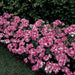 Dianthus Amazon Rose Magic Flower seeds