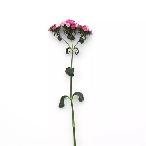 Dianthus Amazon Rose Magic Flower seeds
