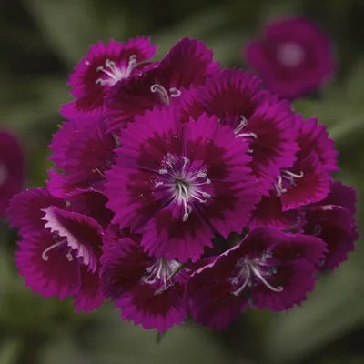 Dianthus Diabunda Purple Flower Seeds