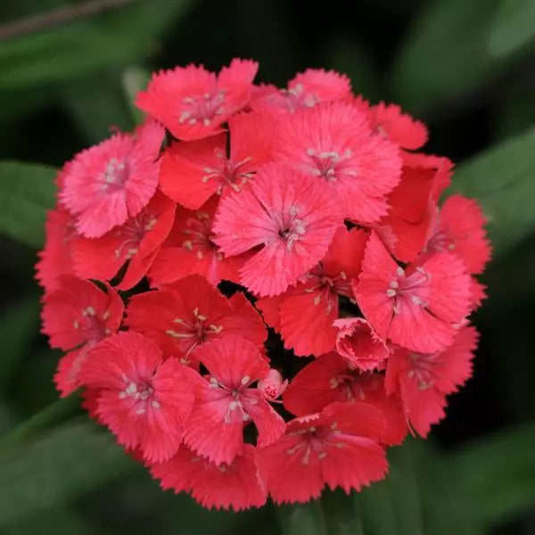 Dianthus Sweet Coral Flower Seeds