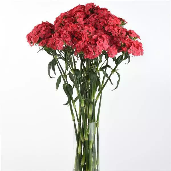 Dianthus Sweet Coral Flower Seeds