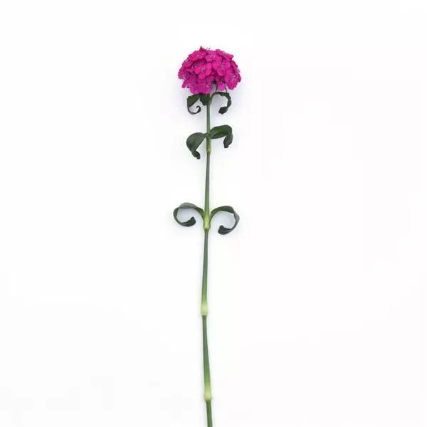 Dianthus Sweet Neon Purple Flower Seeds
