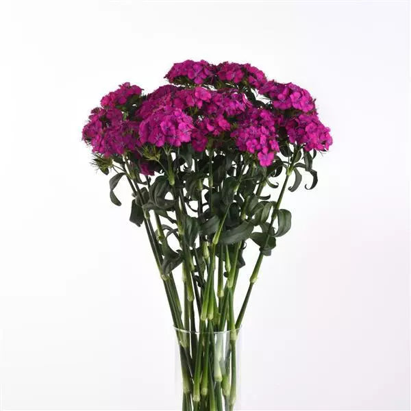 Dianthus Sweet Neon Purple Flower Seeds