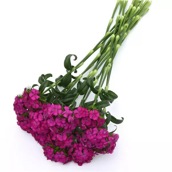 Dianthus Sweet Neon Purple Flower Seeds