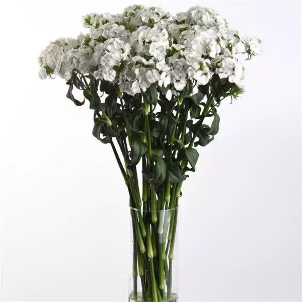 Dianthus Sweet White Flower Seeds