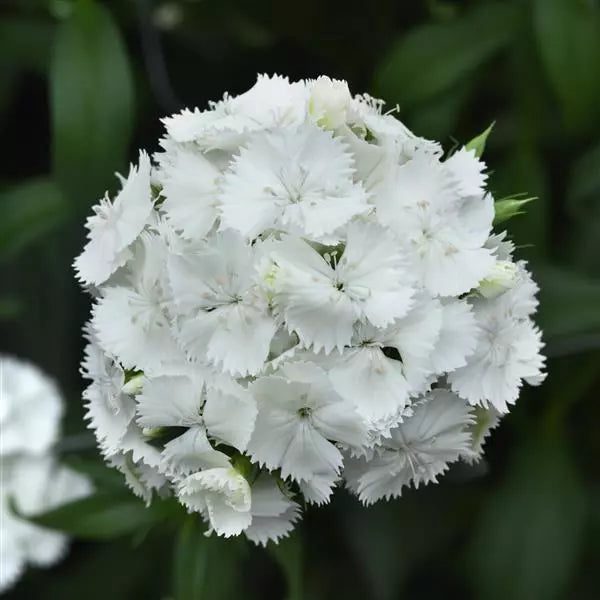 Dianthus Sweet White Flower Seeds