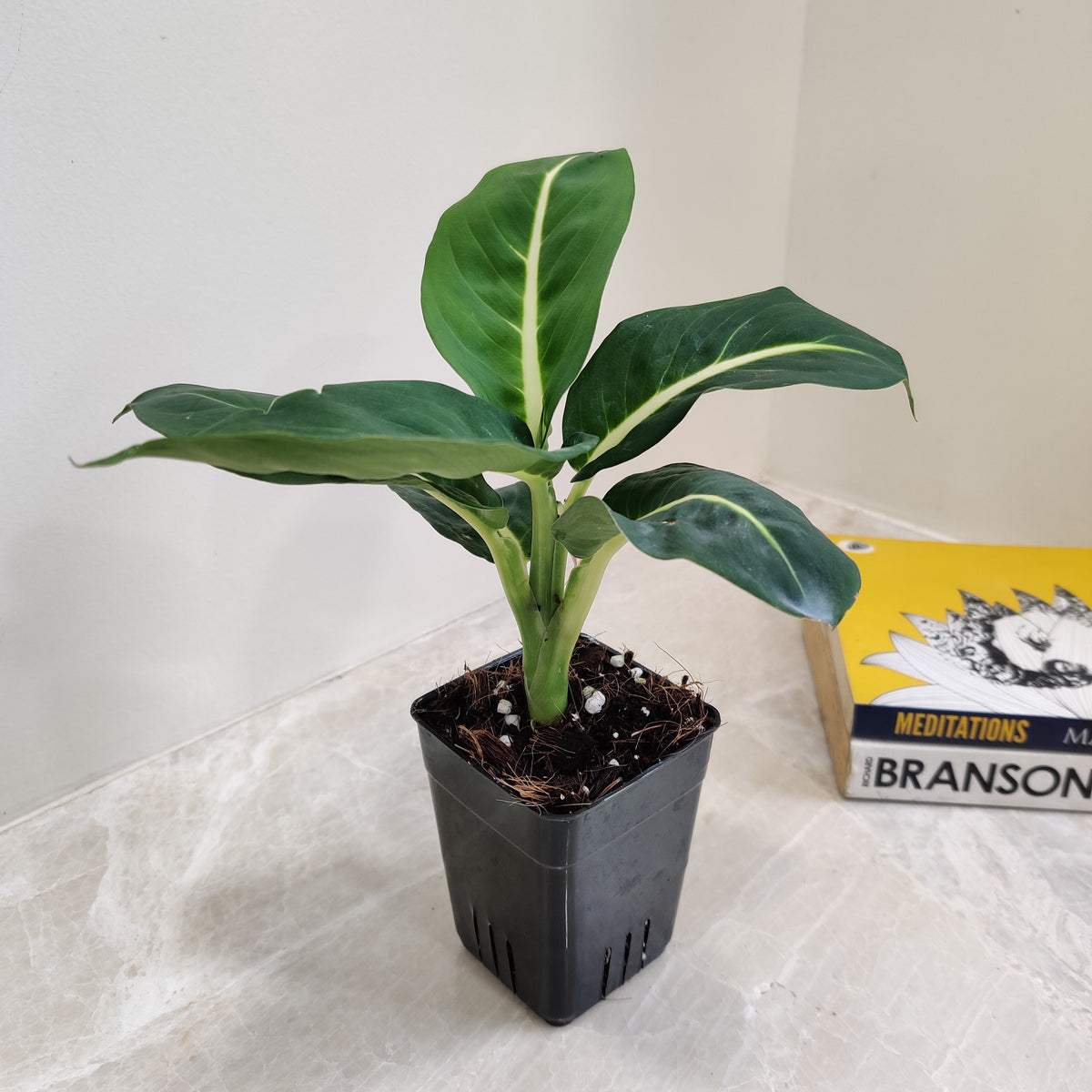 amoena plant Buy Dieffenbachia Magic Amoena Plant Online India – ChhajedGarden.com